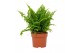Nephrolepis exaltata vitale 
