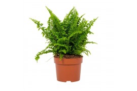 Nephrolepis exaltata vitale