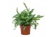 Phlebodium blue star 