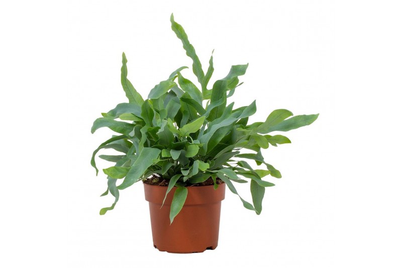 Phlebodium blue star 