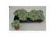 Fittonia mosaic white forest flame 