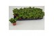 Fittonia FITTONIA BUBBLE RED 8,5 CM 
