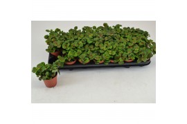 Fittonia FITTONIA BUBBLE RED 8,5 CM