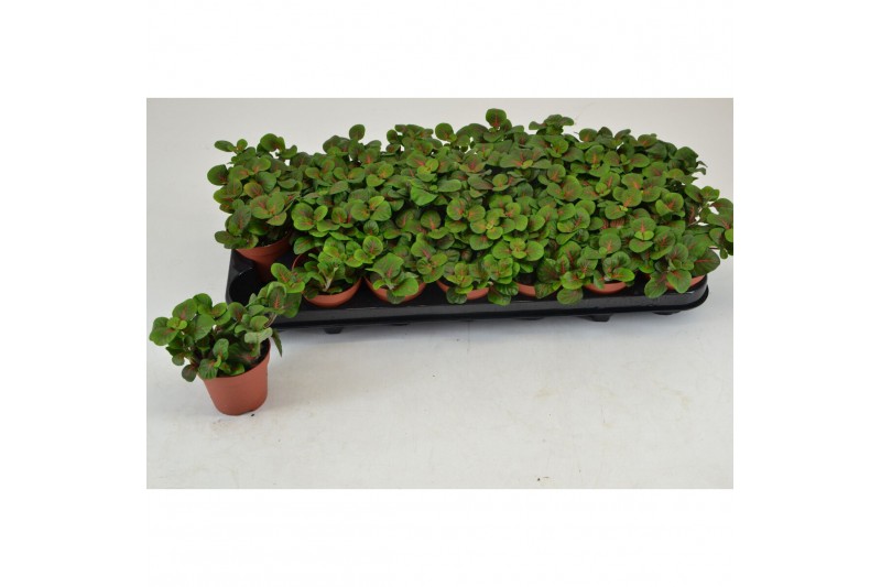 Fittonia FITTONIA BUBBLE RED 8,5 CM 