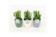 Euphorbia trigona in expression mix 