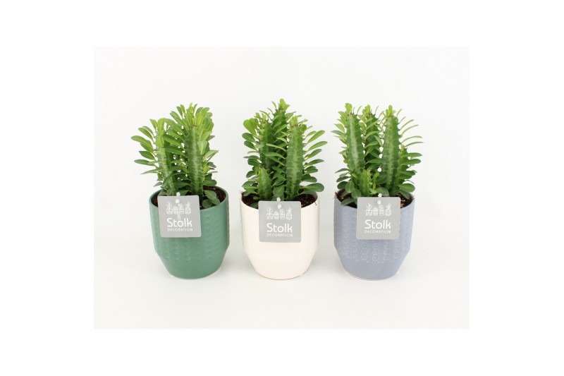 Euphorbia trigona in expression mix 