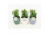 Euphorbia trigona in expression mix