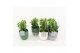 Euphorbia trigona in expression mix 