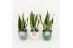 Sansevieria trifasciata futura superba in expression keramiek 