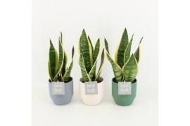 Sansevieria trifasciata futura superba in expression keramiek