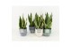 Sansevieria trifasciata futura superba in expression keramiek 