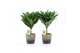 Dracaena fragr. janet craig Dracaena fr. Janet Craig Compacta op stam  