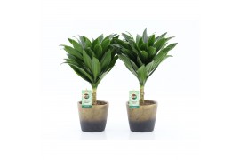 Dracaena fragr. janet craig Dracaena fr. Janet Craig Compacta op stam 