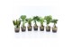 Kamerplanten mix Exotic Green Mix in Lunar keramiek 1 pp 