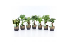Kamerplanten mix Exotic Green Mix in Lunar keramiek 1 pp