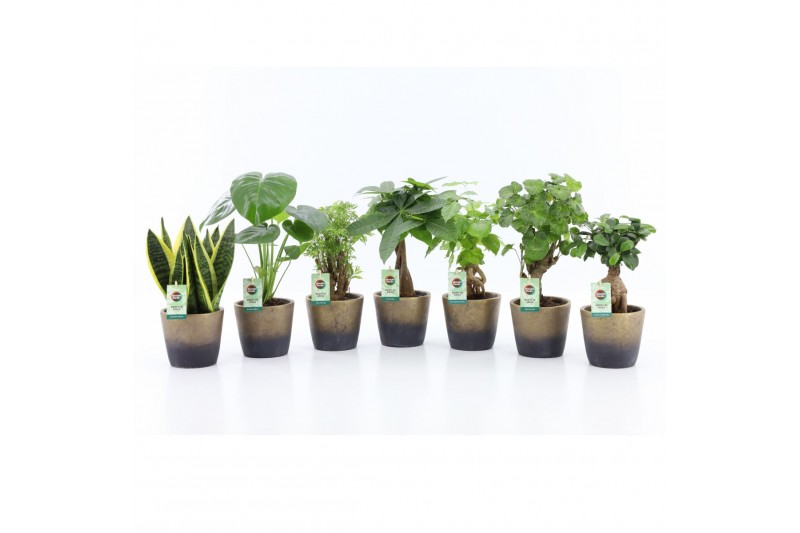 Kamerplanten mix Exotic Green Mix in Lunar keramiek 1 pp Kamerplanten mix Exotic Green Mix in Lunar keramiek 1 pp