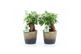 Ficus microcarpa bonsai Ficus microcarpa Retusa in Lunar keramiek 1 pp