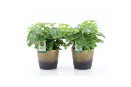 Monstera adansonii Monstera Adansonii in Lunar keramiek 1 pp