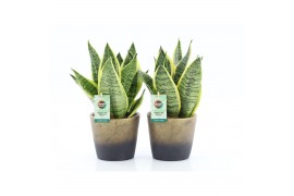 Sansevieria trifasciata futura superba Sanseviera Futura Superba in Lu
