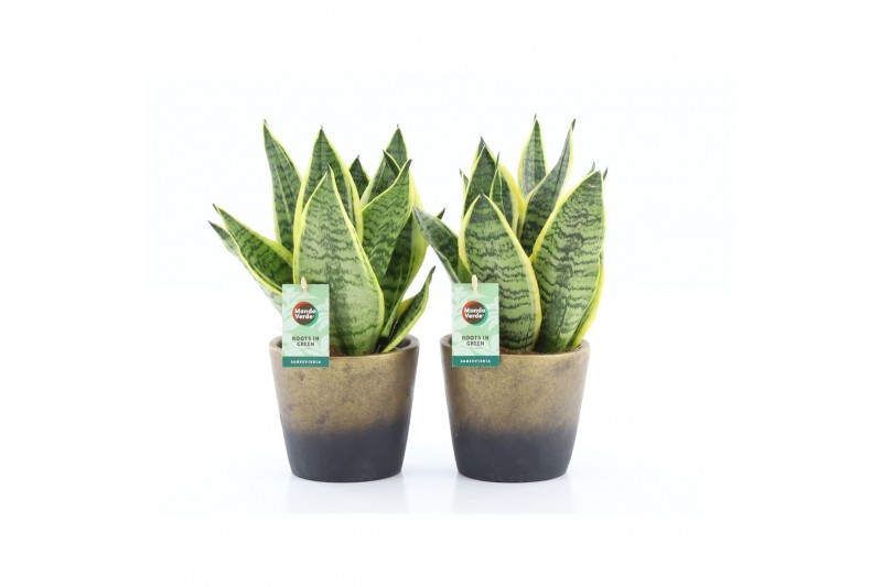 Sansevieria trifasciata futura superba Sanseviera Futura Superba in Lu 