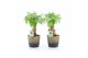 Radermachera sinica Radermachera Bonsai in Lunar keramiek 1 pp 