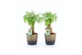 Radermachera sinica Radermachera Bonsai in Lunar keramiek 1 pp