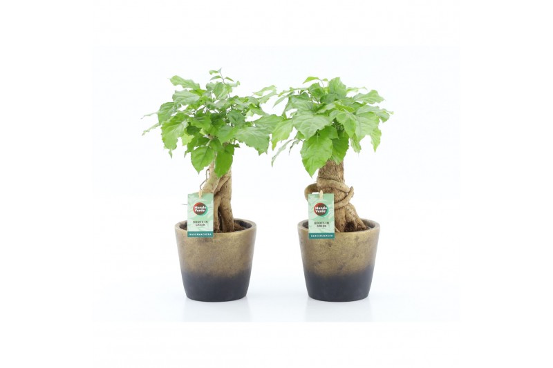 Radermachera sinica Radermachera Bonsai in Lunar keramiek 1 pp Radermachera sinica Radermachera Bonsai in Lunar keramiek 1 pp