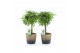 Schefflera arboricola luseana Schefflera Luseana in Lunar keramiek 2 p 