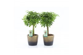 Schefflera arboricola luseana Schefflera Luseana in Lunar keramiek 2 p