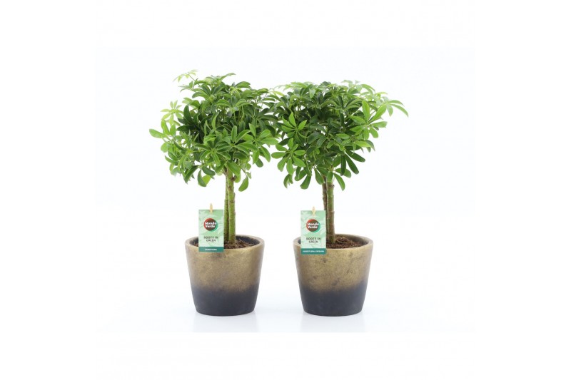 Schefflera arboricola luseana Schefflera Luseana in Lunar keramiek 2 p Schefflera arboricola luseana Schefflera Luseana in Lunar keramiek 2 p