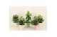 Kalanchoe speciality mix Kalanchoe Special Mix, minimaal 3 soorten van 