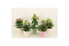 Kalanchoe speciality mix Kalanchoe Special Mix, minimaal 3 soorten van