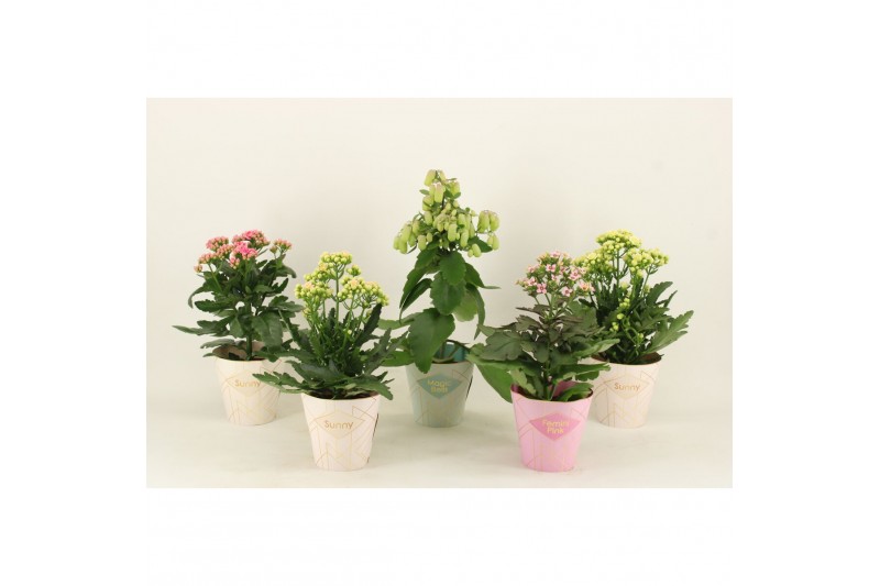 Kalanchoe speciality mix Kalanchoe Special Mix, minimaal 3 soorten van 