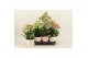 Kalanchoe speciality mix Kalanchoe Special Mix, minimaal 3 soorten van 