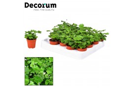 Doryopteris cordata decorum