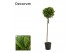 Laurus nobilis Bol op stam 40 cm diameter 