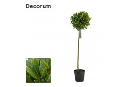 Laurus nobilis Bol op stam 40 cm diameter