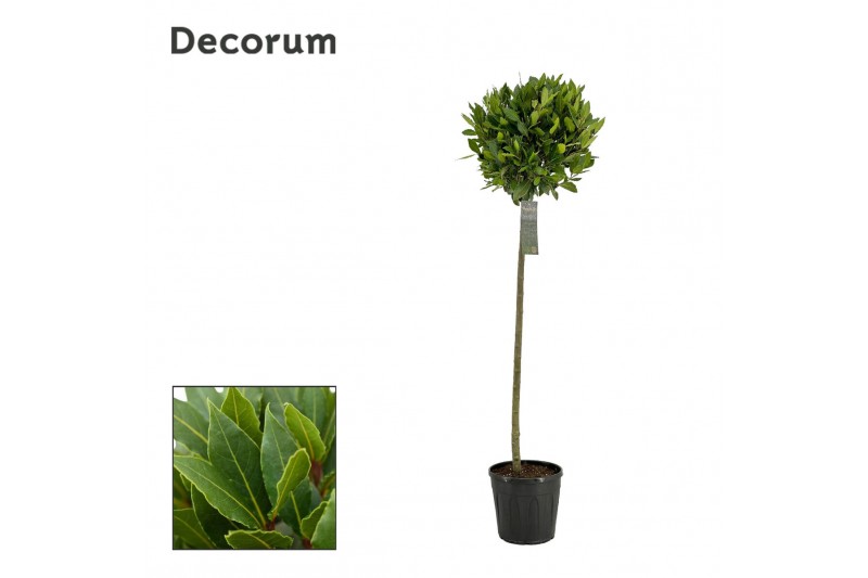 Laurus nobilis Bol op stam 40 cm diameter Laurus nobilis Bol op stam 40 cm diameter