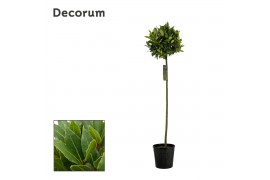 Laurus nobilis Bol op stam 35 cm diameter