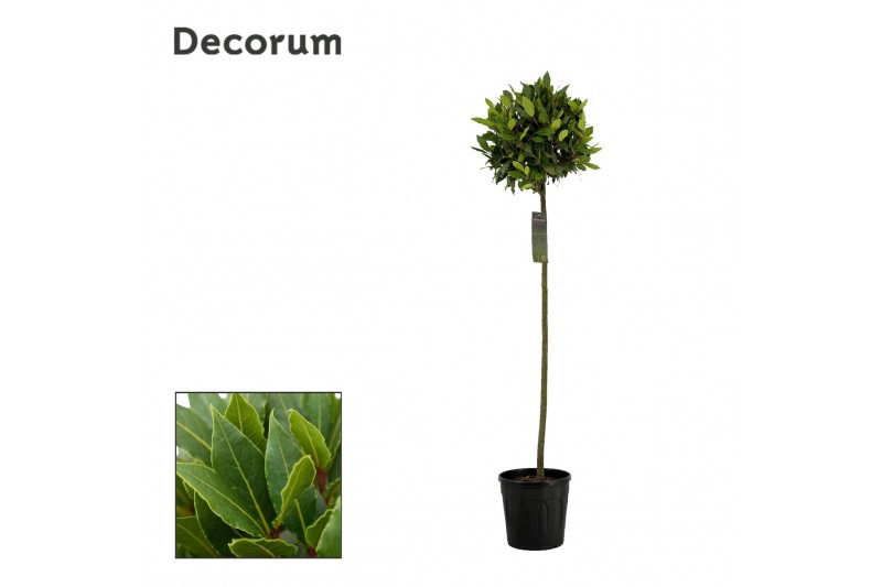 Laurus nobilis Bol op stam 35 cm diameter 