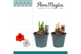 Hippeastrum Hippeastrum Mix 2/3 Knop Bolmaat 36-40 2 tak/plnt