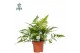 Dryopteris erythrosora Air So Pure 