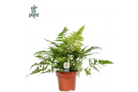 Dryopteris erythrosora Air So Pure