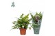 Dryopteris erythrosora Air So Pure 