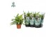 Dryopteris erythrosora Air So Pure 