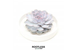 Arrangementen succulenten rootless echeveria lilacina in tapir bowl