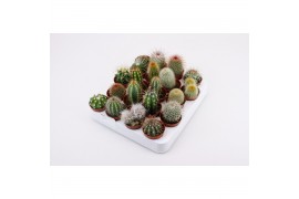 Cactus mix 18 soorten
