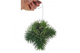 Tillandsia ionantha clumb XXL
