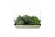 Tillandsia ionantha clumb XXL 