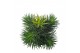 Tillandsia ionantha clumb XXL 